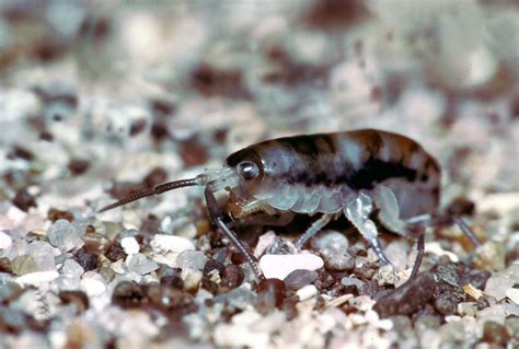 Sand flea | Beach Hopper, Jumping Insect & Amphipod | Britannica