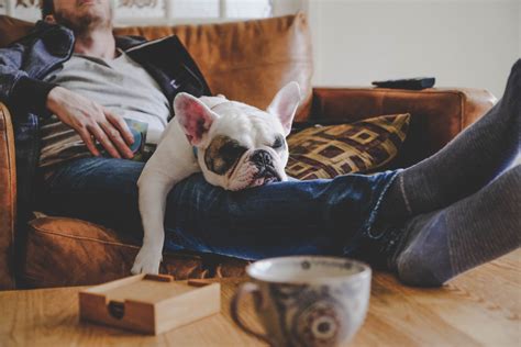 The 8 Best Dog Breeds If You're a Little Lazy, Vets Say — Best Life