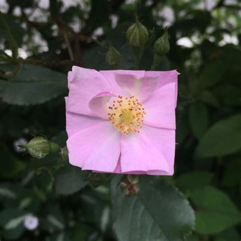 bake maeda's square flower and leaf art challenges nature's forms