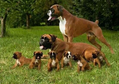 Pin by Ana Cisneros on Photography | Boxer dogs, Boxer puppies ...