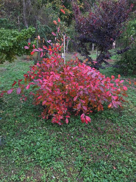 Black Tupelo 'Autumn falls' - Folly Tree Arboretum