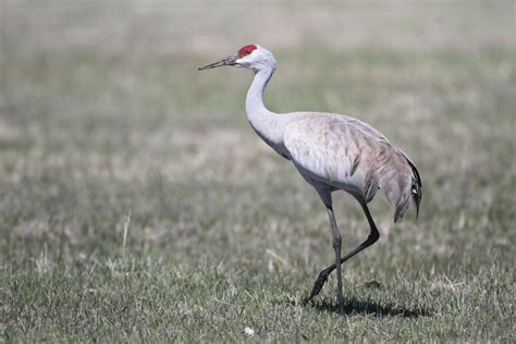 The Birds Are Back At Malheur National Wildlife Refuge | Audubon