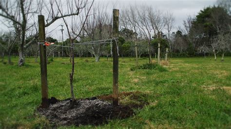 GOOD INFO ~ How To Plant Pip and Stone Fruit Trees | Plants, How to ...