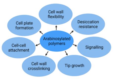 Arabinose Metabolism and Function in Plants. Not Just a Simple Sugar ...