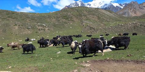 Yak farming on the decline – HimalPress | English