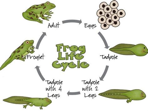 lifecycle image | Lifecycle of a frog, Frog life, Life cycles