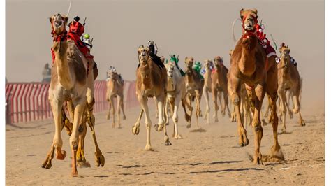 The Crown Prince Camel Festival’s third edition to kickstart next month - Culture