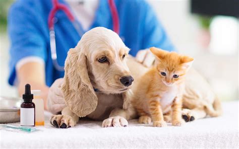 Small Animal Services - Wauchope Veterinary Clinic