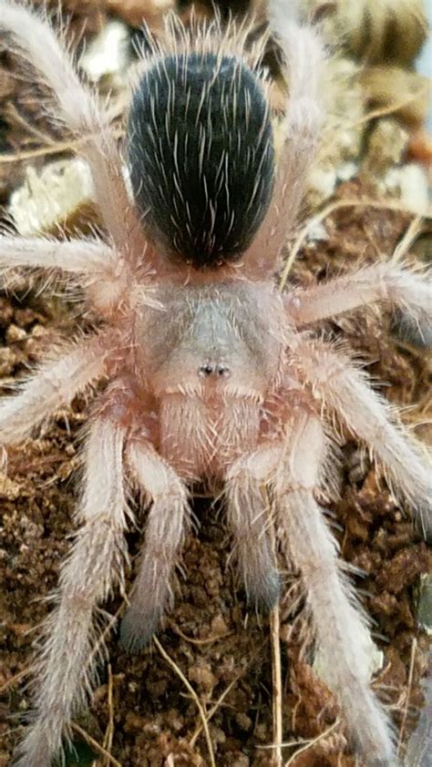 6th instar Rosehair tarantula. Still a wee baby! | Tarantula, Pets, Arthropods