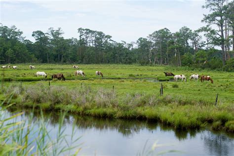 Travel Diary // Chincoteague Island - A Day In The Lalz