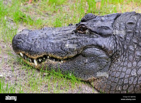 Alligator Showing Teeth High Resolution Stock Photography and Images ...