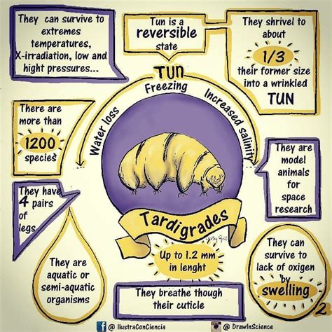 Tardigrades, the graphic summary Here I’m sharing a mini compilation of some amazing facts of ...