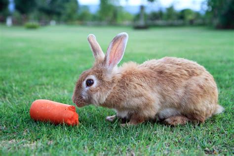 Rabbit eating carrot stock image. Image of garden, brown - 37158581