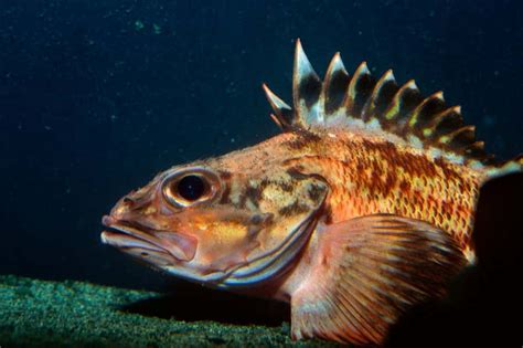 Rockfish: Deep-sea fish that live to be 200 hint at genes for longevity ...