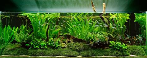 Beginner’s guide to setting up an aquarium with live plants - Bunnycart Blog