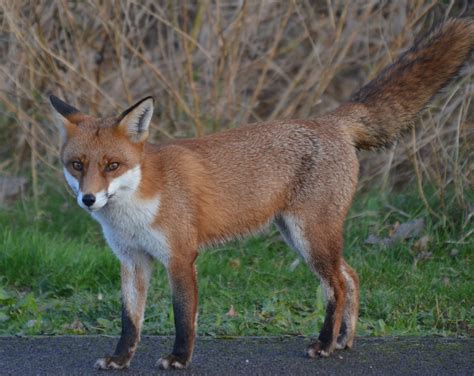 native2sussexbirding: Urban Fox's