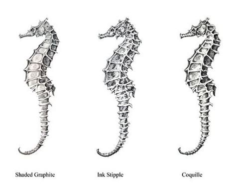 Seahorse anatomy – Artofit