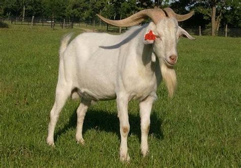 15 Best Goat Breeds for Meat - PetHelpful