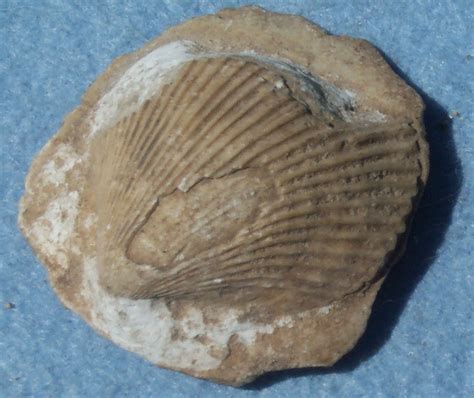 Fossils - Bivalves