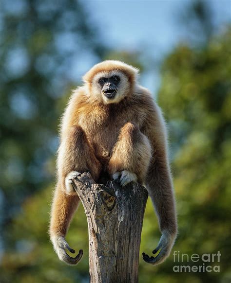 Gibbon monkey Photograph by Ragnar Lothbrok - Fine Art America