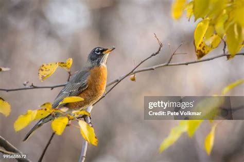 245 American Robin Winter Stock Photos, High-Res Pictures, and Images - Getty Images