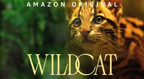 Where to watch ‘Wildcat’ from anywhere: A Wildlife Documentary Full of Human Feeling ...