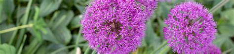 Allium Seeds – West Coast Seeds