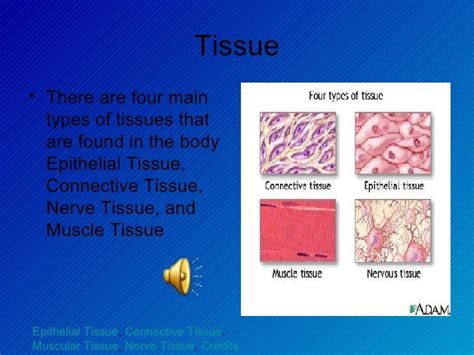 Tissue Slide Show