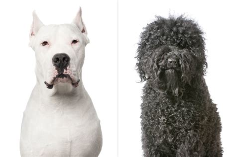 American Kennel Club Just Announced Two New Dog Breeds — Meet the Cool Canines