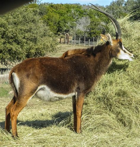 Cannundrums: Sable Antelope