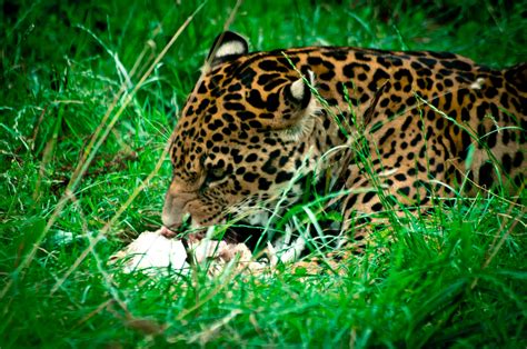 Jaguar Animal Facts - Animal Sake