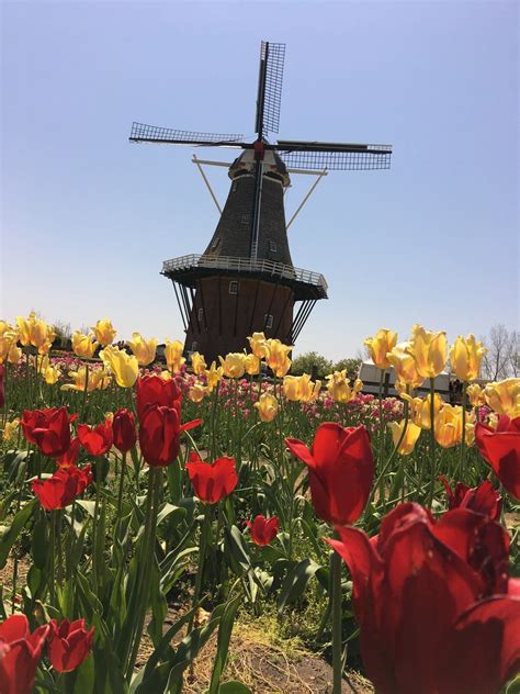 Windmill Island Gardens (Holland, MI): Top Tips Before You Go - TripAdvisor | Midwest travel ...