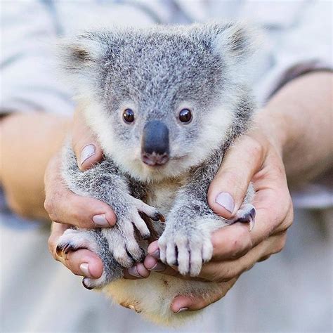 Love our koala🐨 on Instagram: “Cute or not ?😍 Follow us @koalas.lover ...