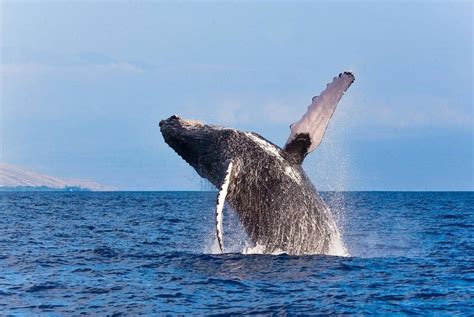 Whale Watching in Hawaii - Maui Zodiac Tour