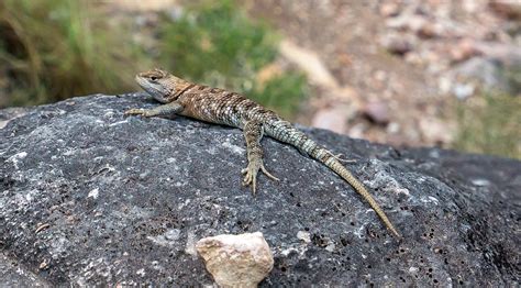 Spiny Lizard – Telepathic Stuntman