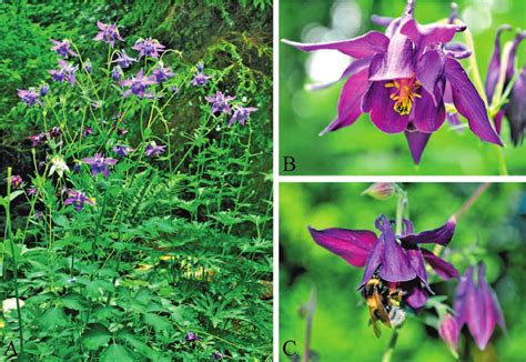 Aquilegia vulgaris L. (A) at full bloom in the experimental plot in ...