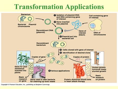 Bacterial transformation