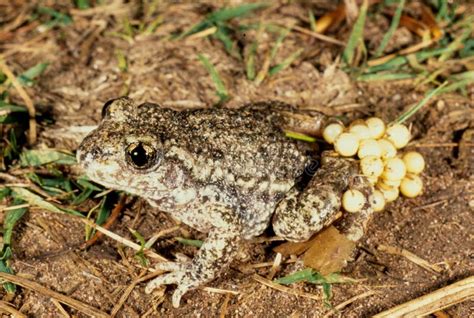 Common Midwife Toad stock photo. Image of animal, ecology - 185683766