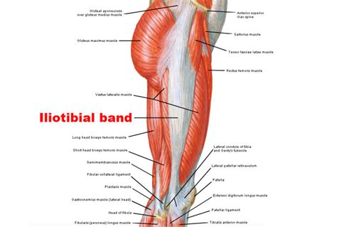 Iliotibial Band Anatomy