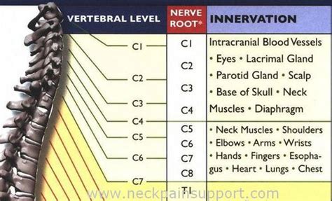 -Common Neck Conditions and the Nerve Level that Controls Them- (Neck ...