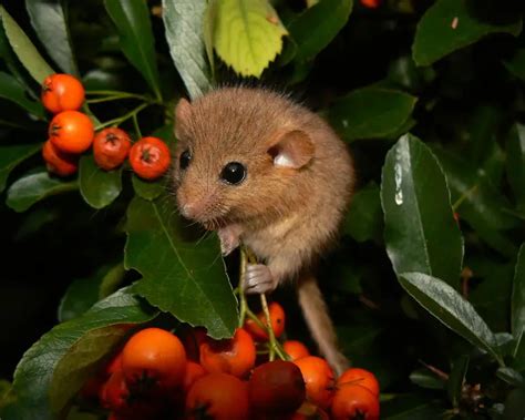 Hazel Dormouse - Facts, Diet, Habitat & Pictures on Animalia.bio