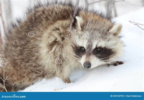 Raccoon in snow stock photo. Image of nature, snow, mammal - 30143792