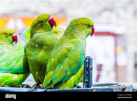 Parrots on Souq Waqif Bird Market in Doha, Qatar Stock Photo - Alamy