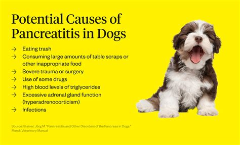 Pancreatitis In Dogs Symptoms, Causes And Treatment | vlr.eng.br