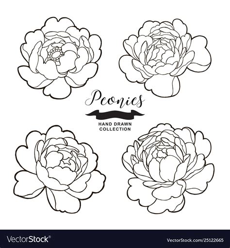 Peony flowers outlines hand drawn flowers Vector Image