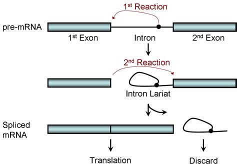 Splicing (genetics) - wikidoc