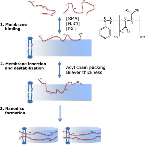 Schematic illustration of membrane solubilization by the SMA copolymer ...