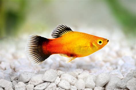 Platy Fish Breeding, Feeding and Aquarium Mates Guide