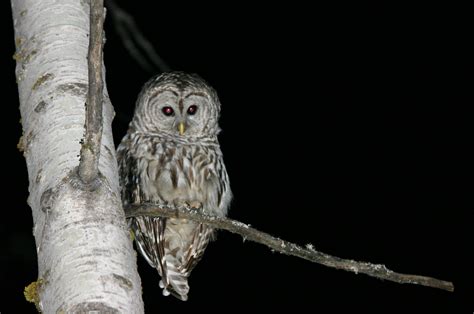 File:Owl at Night.jpg - Wikimedia Commons