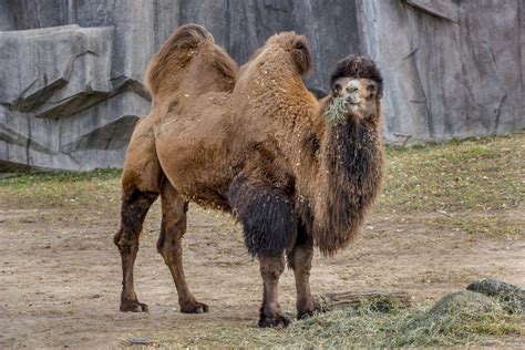 Bactrian Camel - Milwaukee County Zoo